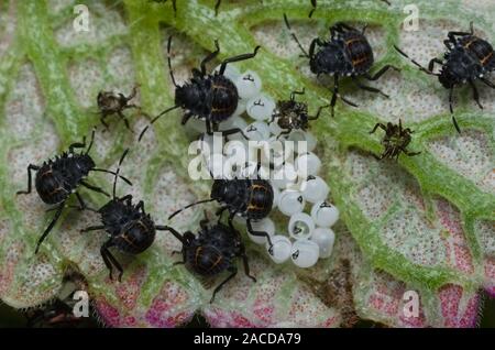 Einige Eier und Junge Insekten des Braunen marmorated stinken Bug (Halyomorpha halys) auf der unteren Seite von einem grünen Blatt Stockfoto