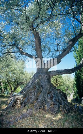 Olivenbaum (Olea europaea). Olivenbume sind fr ihre Frucht, was essbar  ist und auch Olivenl zu machen bewirtschaftet. Dieser Baum ist sehr alt.  Die meisten Oliven Stockfotografie - Alamy