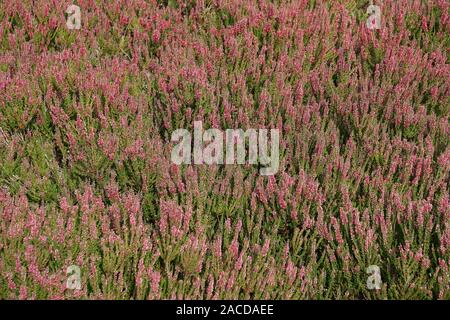 Bereich der Heide Heide Natur Hintergrund - Lüneburger Heide in Deutschland Stockfoto