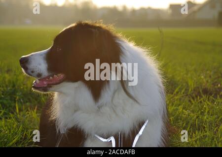 Silhouette eines Hundes auf dem Feld. Border Collie auf der Wiese gegen die Strahlen der untergehenden Sonne. Stockfoto