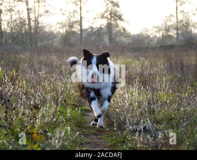 Silhouette einer laufender Hund auf dem Feld. Border Collie auf der Wiese. Freude und Spaß. Stockfoto