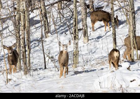 Herde von sich Rehe und ein paar Dollars genießen Sie ein paar Zentimeter Neuschnee in einer Wiese hoch in den Colorado Rocky Mountains. Stockfoto