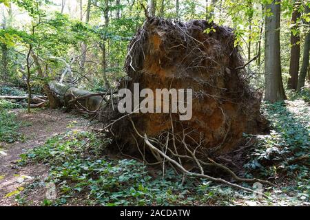 Entwurzelte Baum nach Sturm Schäden zu verrotten in natürlichen Wald links Stockfoto