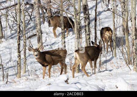 Herde von sich Rehe und ein paar Dollars genießen Sie ein paar Zentimeter Neuschnee in einer Wiese hoch in den Colorado Rocky Mountains. Stockfoto