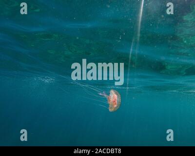 Pelagia noctiluca, Baby rosa Quallen, mauve Stinger, Schwimmen im Mittelmeer, Katalonien, Spanien Stockfoto