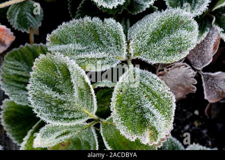 Frost bedeckt Erdbeerblätter. Stockfoto