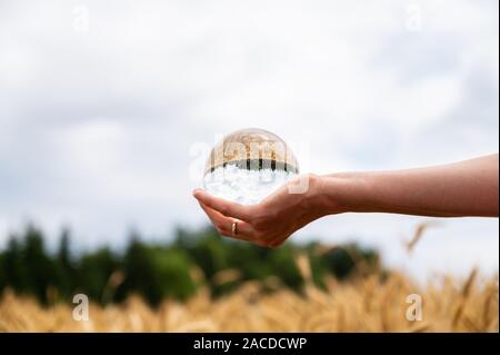 Weibliche Hand, die eine Kristallkugel über einem goldenen Weizenfeld mit schöner Natur in der Kugel spiegelt. Stockfoto