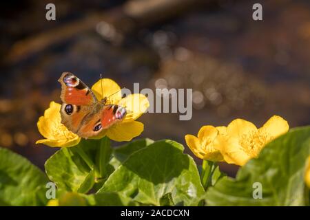 Tagpfauenauge - Nymphalis io-sitzen auf der Blume der Kingcup oder Sumpfdotterblume - Caltha palustris. Stockfoto