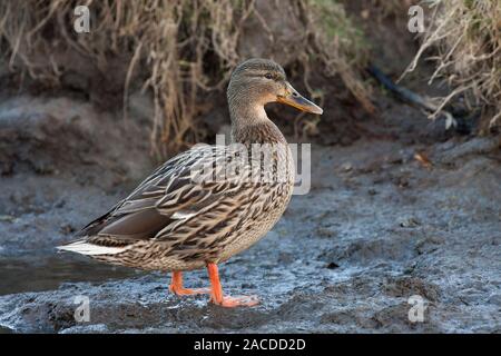 Stockente, Anas platyrhynchos, alleinstehenden Frauen stehen auf Schlamm. Januar berücksichtigt. Cley, Norfolk, Großbritannien. Stockfoto