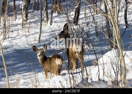 Herde von sich Rehe und ein paar Dollars genießen Sie ein paar Zentimeter Neuschnee in einer Wiese hoch in den Colorado Rocky Mountains. Stockfoto