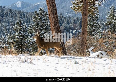 Stattliche buck Rehe und ein paar Dollars genießen Sie ein paar Zentimeter Neuschnee in einer Wiese hoch in den Colorado Rocky Mountains. Stockfoto