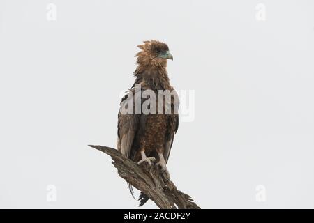 Unreif Sie eagle (Terathopius ecaudatus) auf einem toten Baum im Krüger Nationalpark, Südafrika sehr aufmerksam und wachsam Stockfoto