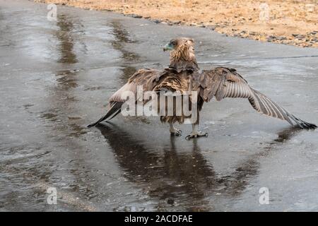 Unreif Sie eagle (Terathopius ecaudatus) im Regen stehen auf nasser Straße im Krüger Nationalpark, Südafrika mit seinen ausgestreckten Flügeln Stockfoto