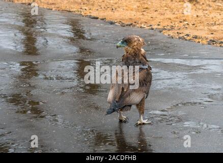 Unreif Sie eagle (Terathopius ecaudatus) im Regen auf einer nassen Straße in den Krüger National Park, Südafrika Stockfoto