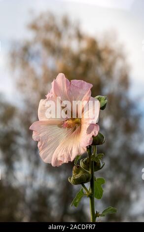 Hell rosa farbige Blume eines Alcea rosea, Malve im Rücken eine verschwommene Birke Stockfoto