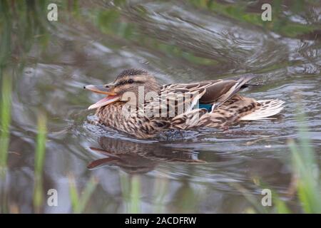 Stockente, Anas platyrhynchos, alleinstehende Frauen, die beim Schwimmen. Arundel, West Sussex, UK. Stockfoto