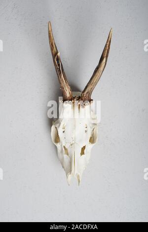 Rehe Schädel Jagd Trophäe hängen an der Wand Stockfoto