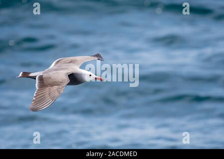 Heermann Gulls (Larus heermanni) im Flug über den Ozean in Baja California, Mexiko. Stockfoto