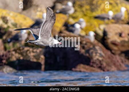 Heermann Gulls (Larus heermanni) im Flug über den Ozean mit anderen Nistenden am Ufer in Baja California, Mexiko. Stockfoto