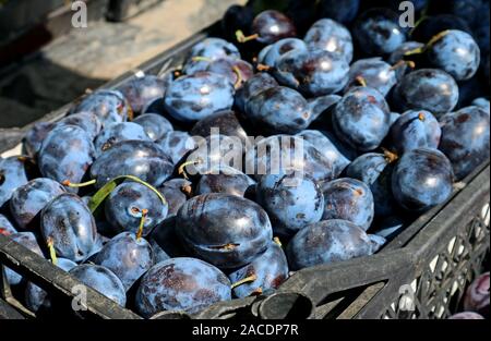 Haufen frischen Reifen organische Blue Plum Früchte für den Verkauf am lokalen Markt Stockfoto