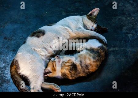 Schlafende Katzen, Yangon, Myanmar. Stockfoto