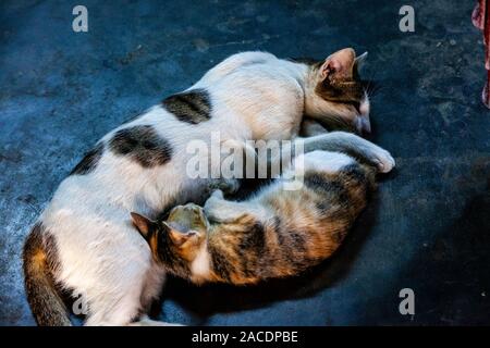 Schlafende Katzen, Yangon, Myanmar. Stockfoto