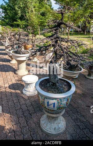 Bangkok, Thailand - 18. November 2015: Großer, trockener Bonsai Baum in Phutthamonthon Park. Gasse mit einer langen Reihe von Töpfen. Bäume ohne Blätter. Vertikale. Stockfoto