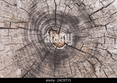 Querschnitt der Baumstamm. Stumpf Hintergrund, natürliche Muster. Ansicht von oben. Alter Baum Holz- Textur. Stockfoto