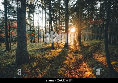 Morgen Sonnenstrahlen im Herbst Wald Stockfoto