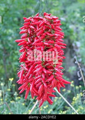 Ein Strauß roter Chili peppers hängen in Amalfi, Italien zu trocknen Stockfoto