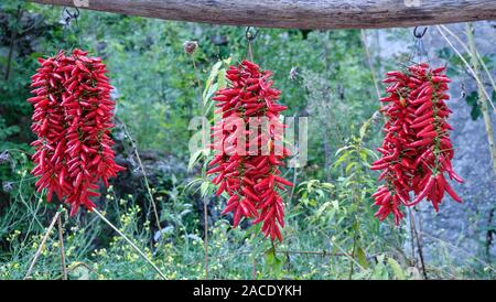 Trauben von red chili peppers hängend an einem Bio-bauernhof in Italien zu trocknen. Stockfoto