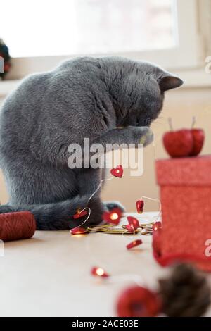 Grau britische Katze und Urlaub Valentines Tag und Weihnachtsgeschenke Stockfoto