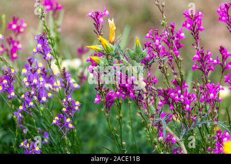 Toadflax Linaria maroccana in bunten Flower Bed Stockfoto