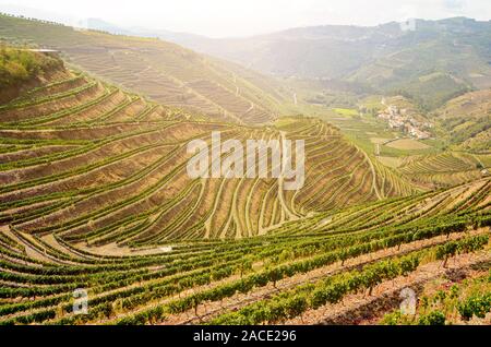 Weinberge mit Rotwein Trauben für den Portwein Produktion im Weingut in der Nähe von Douro Tal und Fluß Duero, Peso Da Regua, Porto Portugal Stockfoto