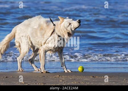 Unleashed Berger Blanc Suisse/Weisser Schweizer Schäferhund am Strand schütteln nasses Fell trocknen nach der Abholung Tennis ball aus Meerwasser Stockfoto