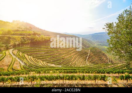 Weinberge mit Rotwein Trauben für den Portwein Produktion im Weingut in der Nähe von Douro Tal und Fluß Duero, Peso Da Regua, Porto Portugal Stockfoto