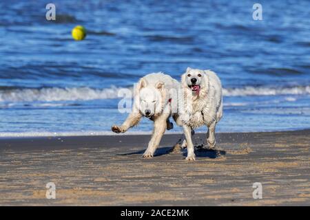 Zwei unleashed Berger Blanc Suisse Hunde/Weisse Schweizer Schäferhunde, weiße Form der Deutsche Schäferhund spielen mit Tennis Ball am Strand holen Stockfoto