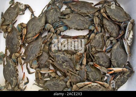 Frisch Krabben auf dem griechischen Markt zum Verkauf ausgestellt. Stockfoto