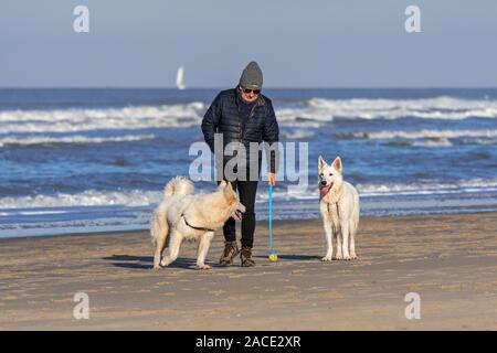 Hundebesitzer mit Tennisball launcher Spielen holen auf sandigen Strand mit zwei unleashed Berger Blanc Suisse Hunde/Weisse Schweizer Schäferhunde Stockfoto