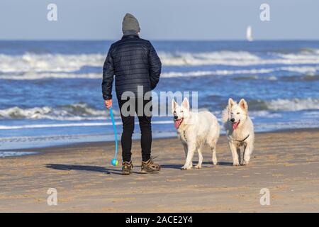 Hundebesitzer mit Tennisball launcher Spielen holen auf sandigen Strand mit zwei unleashed Berger Blanc Suisse Hunde/Weisse Schweizer Schäferhunde Stockfoto