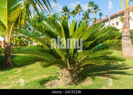 Sago Palme in Punta Cana, Dominikanische Republik. Stockfoto