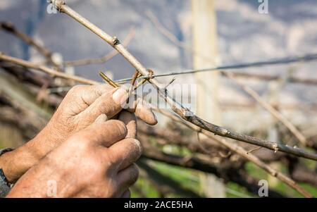 Mann binden Reben mit alten Methode. Ältere zerknittert Farmer's Hände gebunden, eine Traube Zweig. Stockfoto