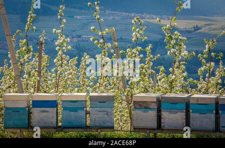 Eine Reihe von Bienenstöcke in einem Feld von Blumen mit einem Obstgarten hinter Stockfoto