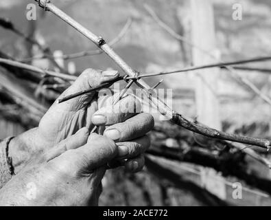 Mann binden Reben mit alten Methode. Ältere zerknittert Farmer's Hände gebunden, eine Traube Zweig Stockfoto