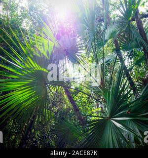 Sonnenlicht scheint durch Wedel Stockfoto