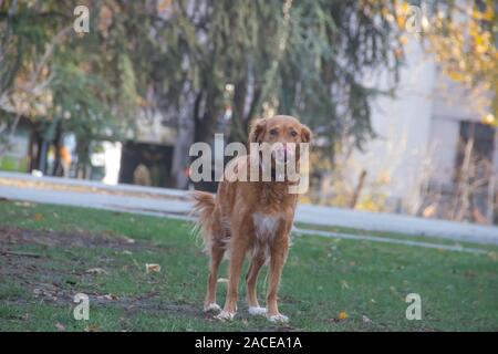 Irish Setter (Halbblut) spielen im City Park in Belgrad Stockfoto