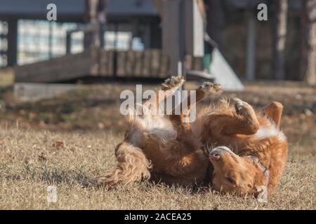 Irish Setter (Halbblut) spielen im City Park in Belgrad Stockfoto