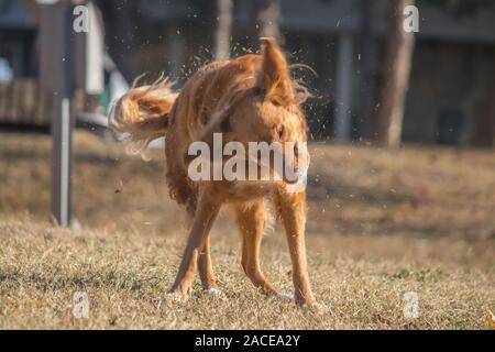 Irish Setter (Halbblut) spielen im City Park in Belgrad Stockfoto