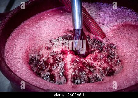 Montalcino Tal, Siena, Luxus Weinberg und den Anbau von Weintrauben, Verarbeitung und Pflege im Land der roten und weißen toskanischen Weine wie Brunello Stockfoto