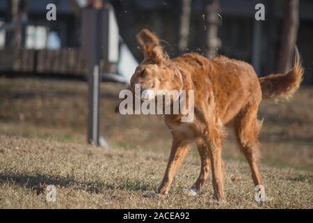 Irish Setter (Halbblut) spielen im City Park in Belgrad Stockfoto